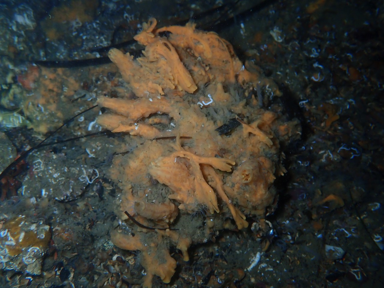 Hymeniacidon perlevis